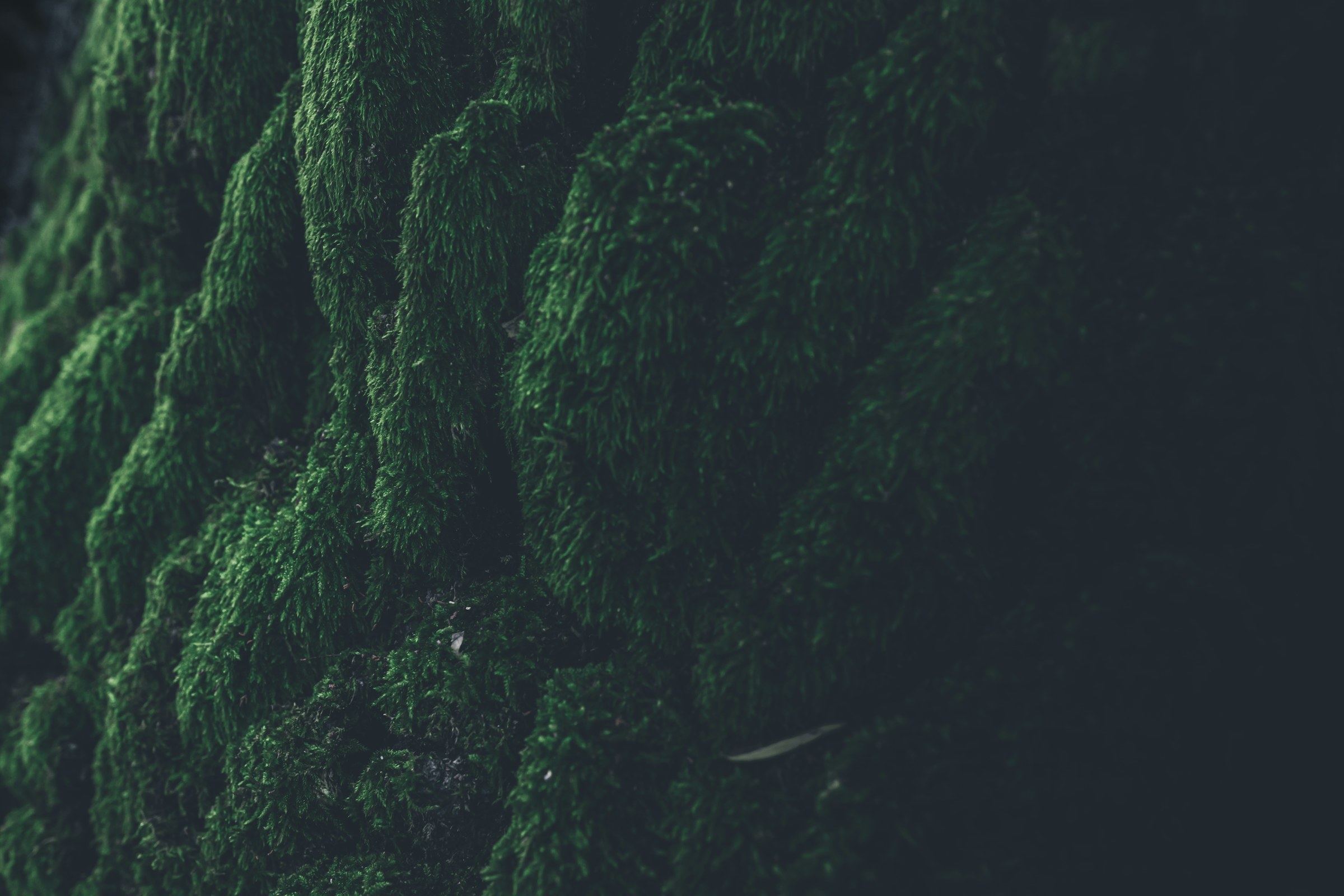Shadowed evergreen forest in deep green and black tones