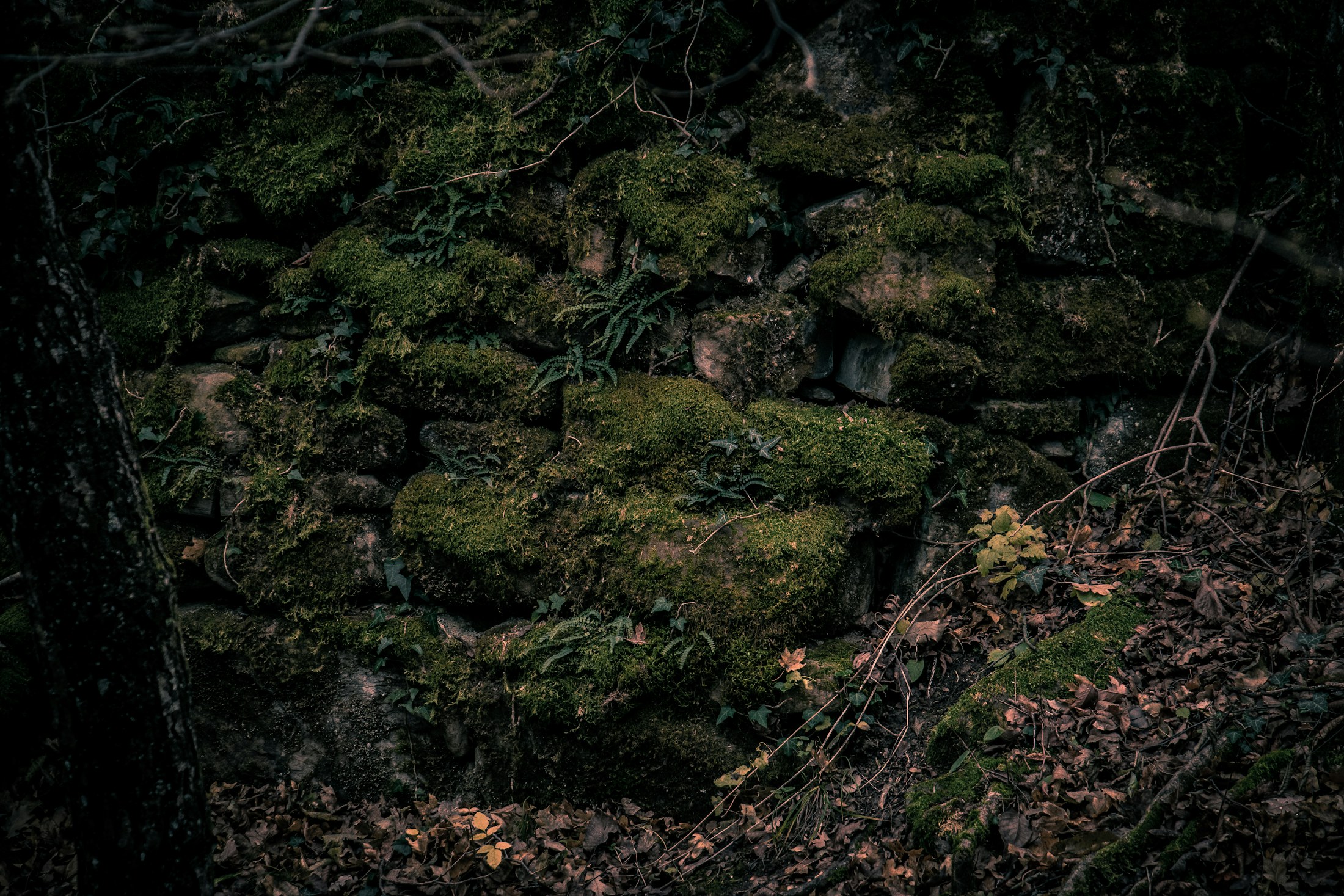 Deep green moss on the shaded floor of a dark forest